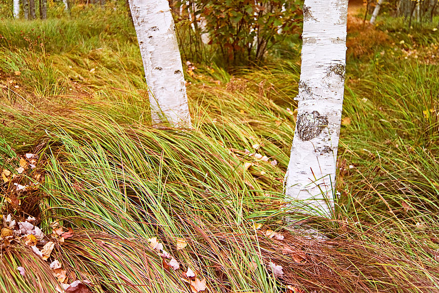 Birches and Grass  Photo Photograph by Peter J Sucy