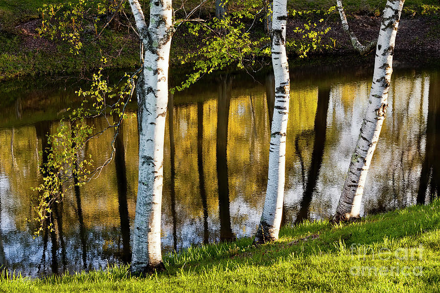 Birches And Pond Reflections Photograph by Alan L Graham