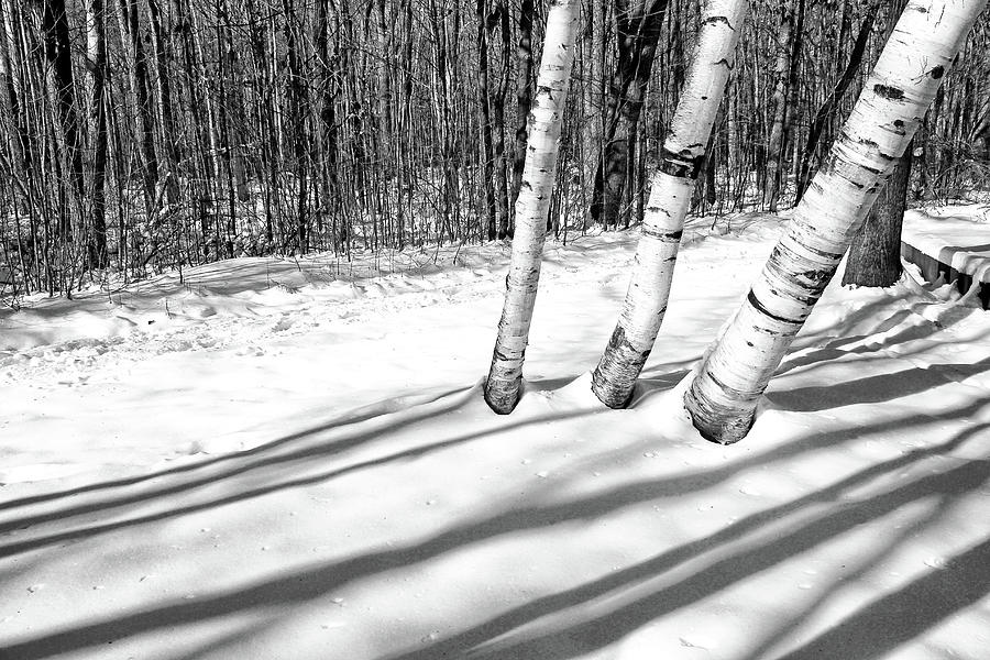 Birches and Snow 4 BW Photograph by Mary Bedy