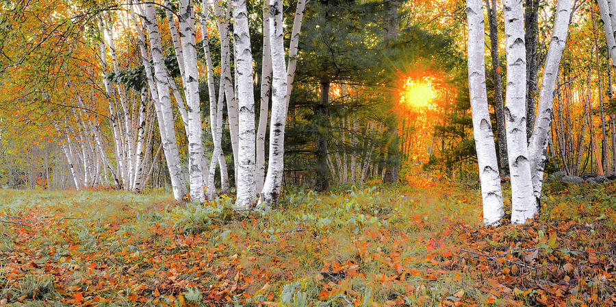 Birches at Sunset Photograph by Jeff Cooper