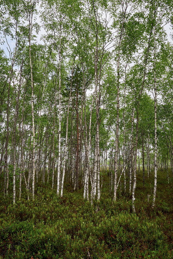 Birches By Te Lake Photograph
