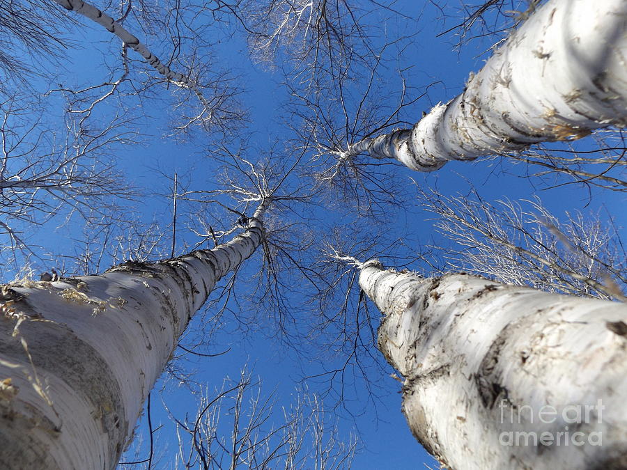 Birches Photograph by Erick Schmidt