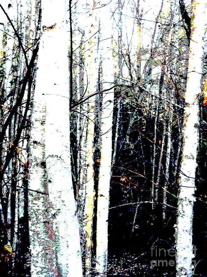 Birches  Photograph by Priscilla Batzell Expressionist Art Studio Gallery