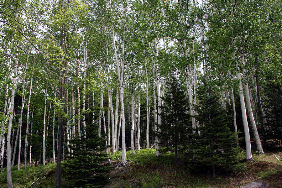 Tree Photograph - Birches by Heather Applegate