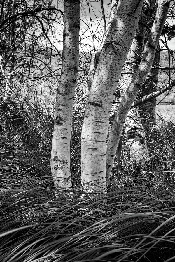 Acadia National Park Photograph - Birches in Acadia by Rick Berk