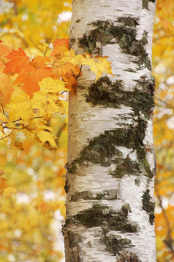 Birches in Autumn Photograph by Leda Robertson
