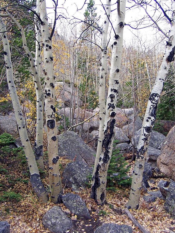Tree Photograph - Birches in Colorado by Lisa Gabrius