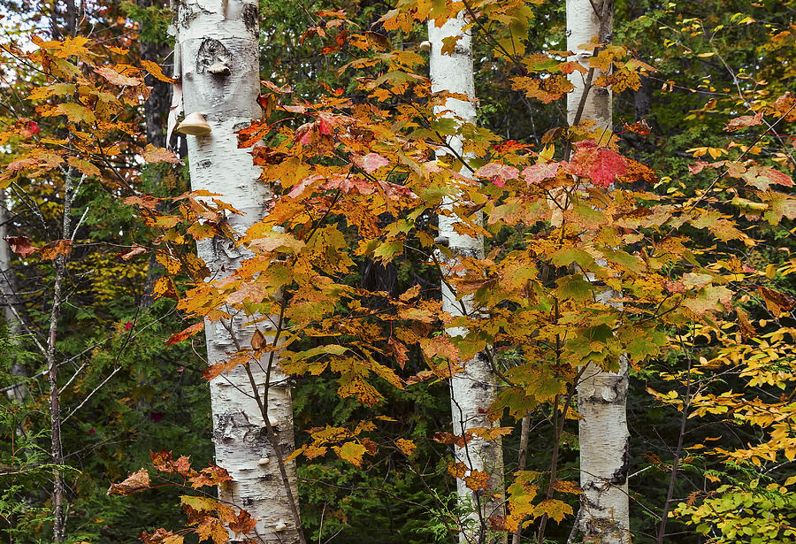 Tree Photograph - Birches in Fall by Janet Ballard