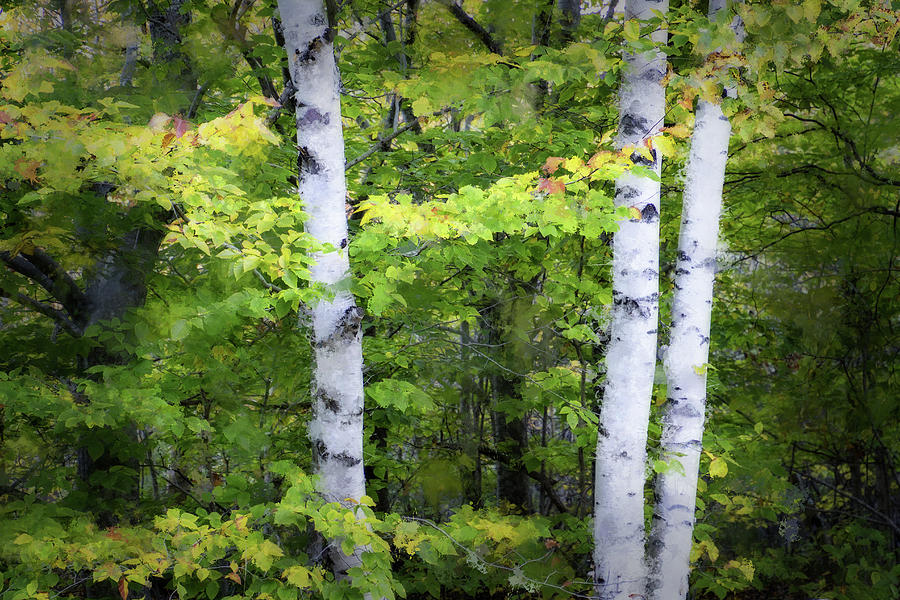 Birches in Maine Digital Art by Terry Davis