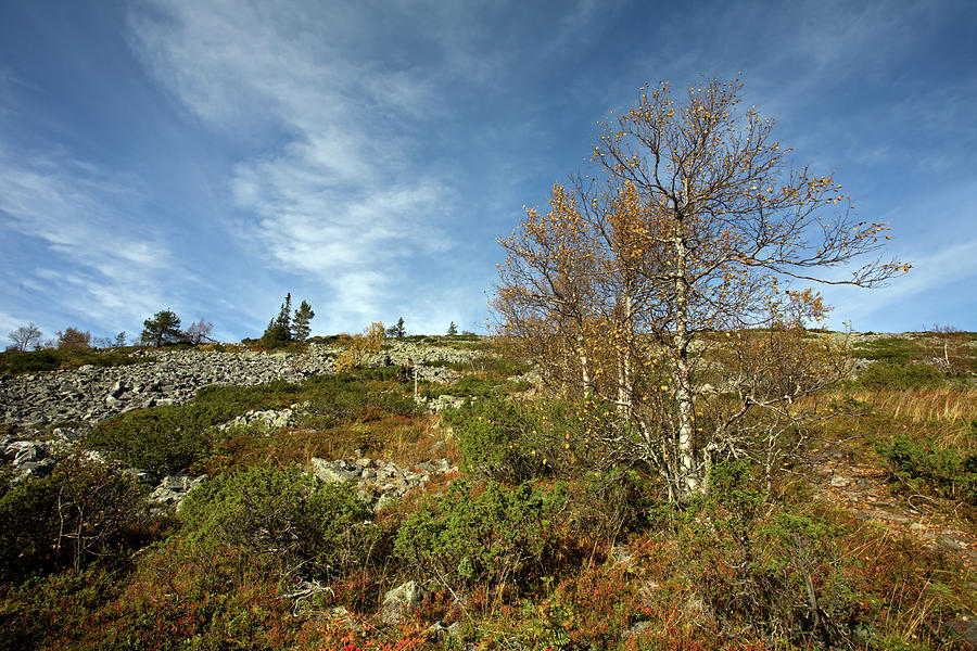 Birches in Noitatunturi Photograph by Aivar Mikko