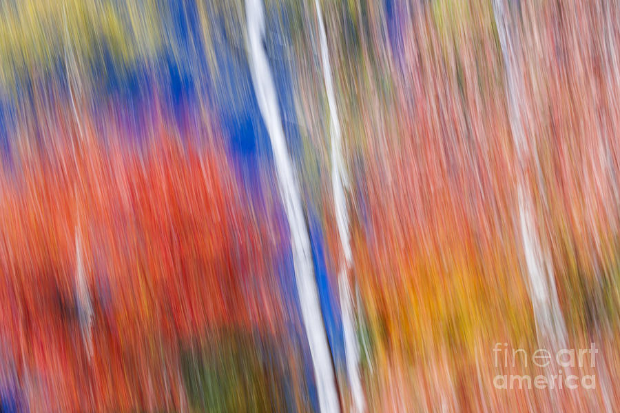 Abstract Photograph - Birches in red forest by Elena Elisseeva