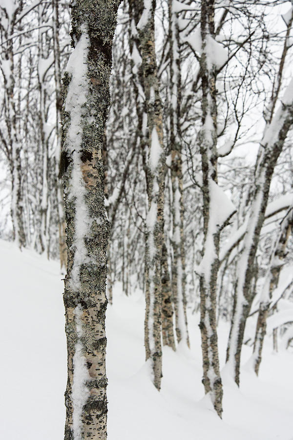 Birches in Snow Photograph by Alex Lapidus