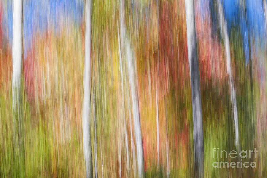 Birches in sunny fall forest Photograph by Elena Elisseeva