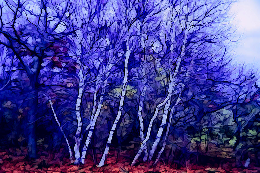 Tree Digital Art - Birches in the blue by Lilia S