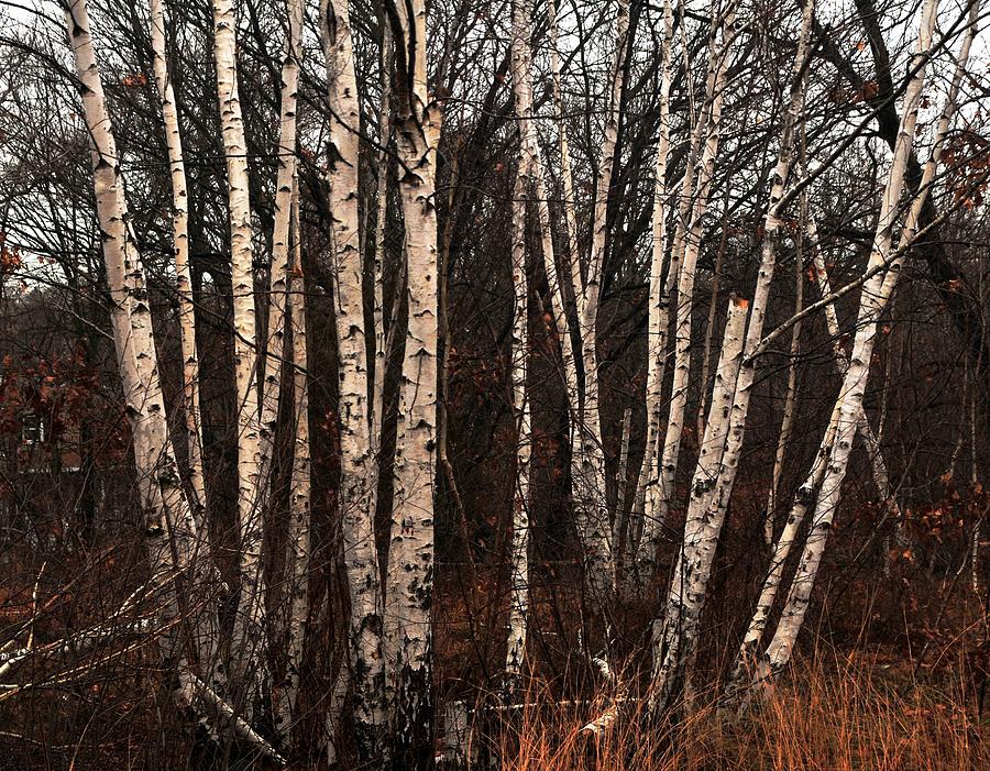 Birches in the Rain Photograph by Bill Driscoll
