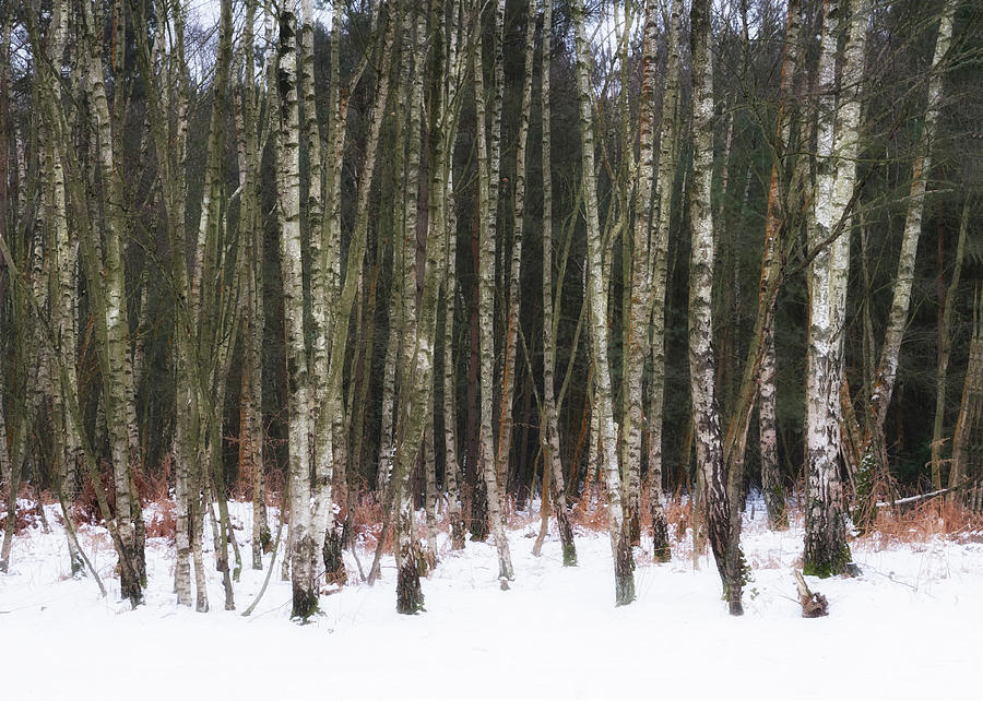 Birches in the snow Photograph by Shirley Mitchell