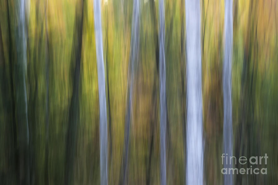 Abstract Photograph - Birches in twilight by Elena Elisseeva