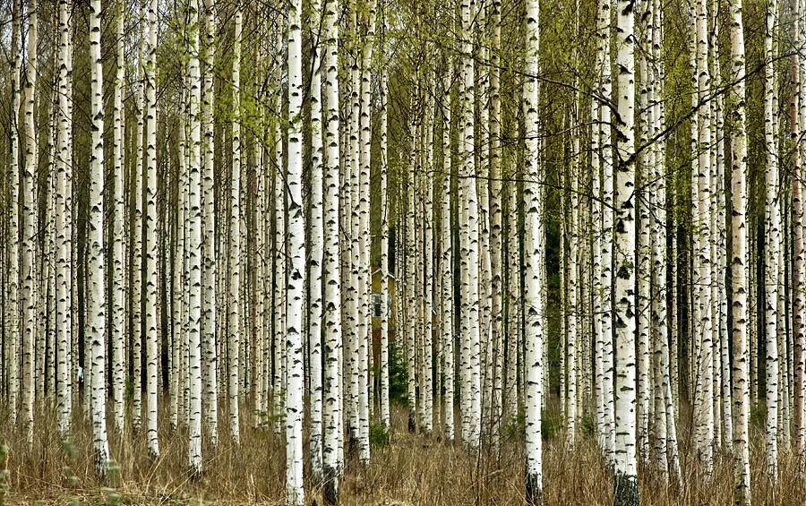 Birches  Photograph by Jarmo Honkanen