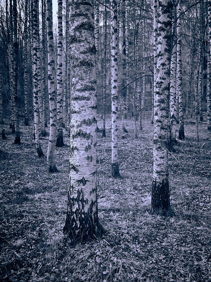 Birches Photograph by Jouko Lehto