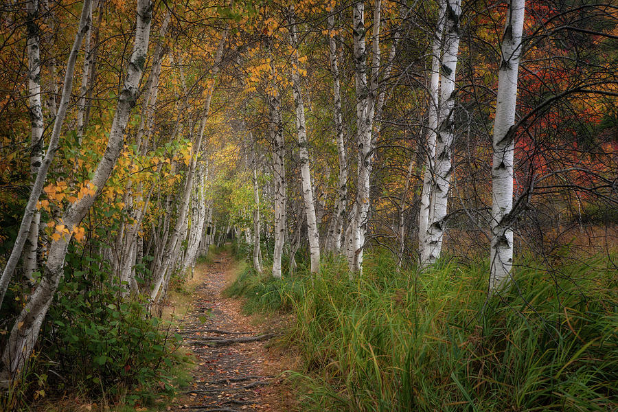 Birches of Fall Photograph by Darylann Leonard Photography