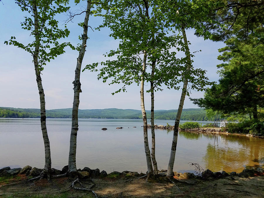Birches on Pleasant Lake Photograph by Michael Friedman