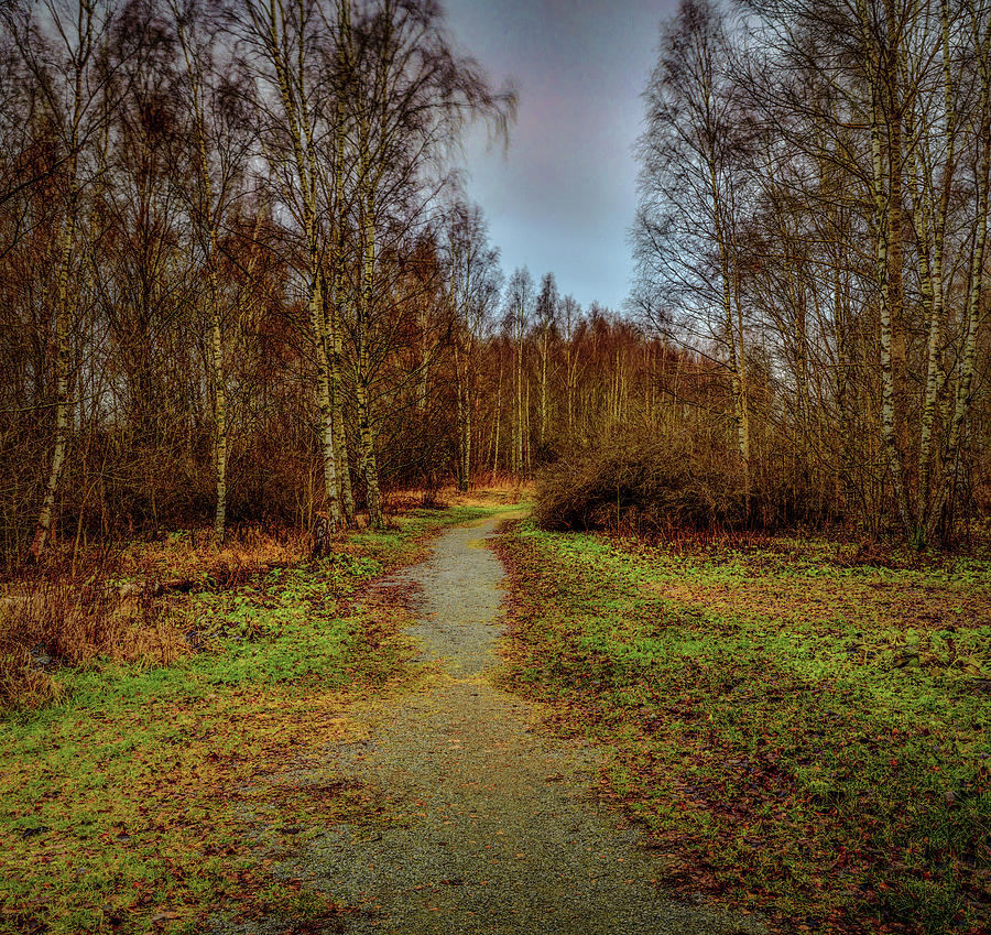 Birches pathway #h0 Photograph by Leif Sohlman
