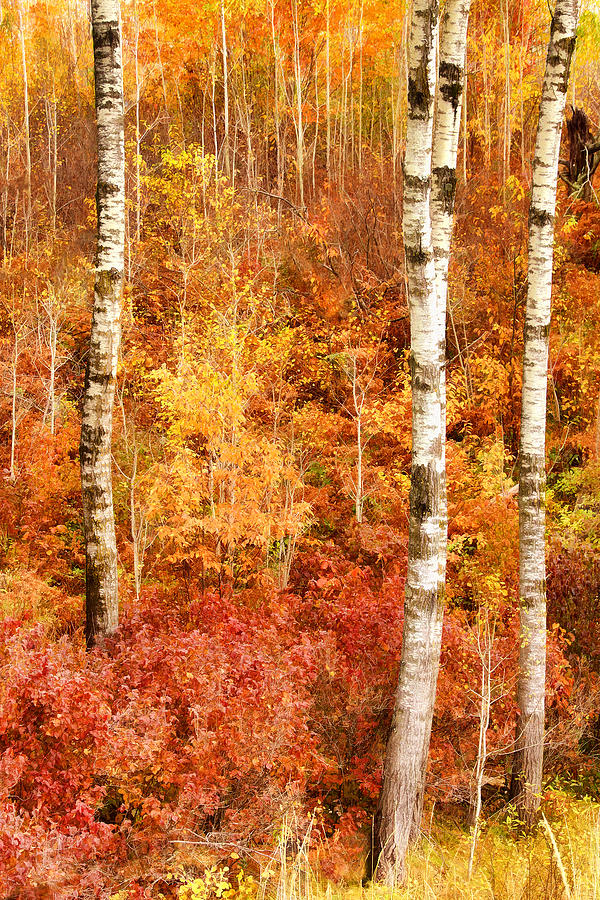 Birches Young and Old Photograph by Leda Robertson
