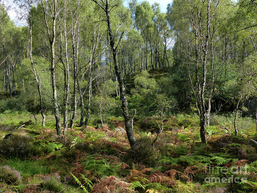 Highland Birchwood in late summer Photograph by Phil Banks