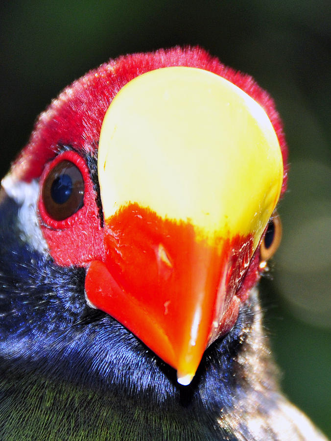 Bird Photograph - Tropical bird portaiture by David Lee Thompson