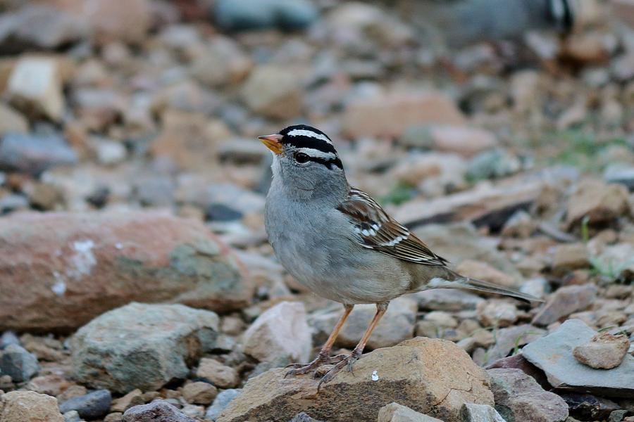 White-crowned Sparrow - 2 Photograph by Christy Pooschke