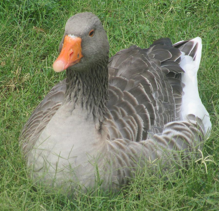 Gray Goose Photograph by Matthew Kramer - Fine Art America