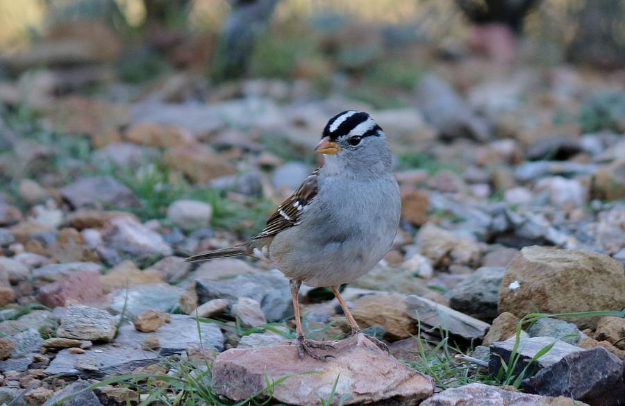 White-Crowned Sparrow  Photograph by Christy Pooschke
