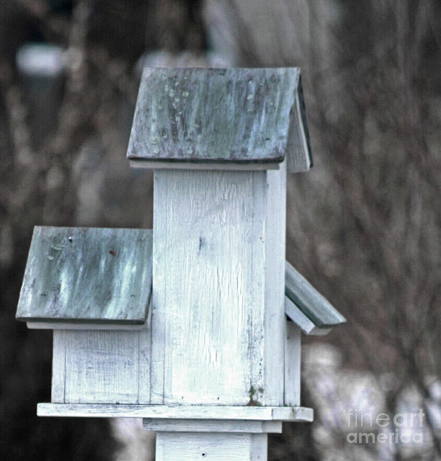 Bird Abode Photograph by Dianne Morgado