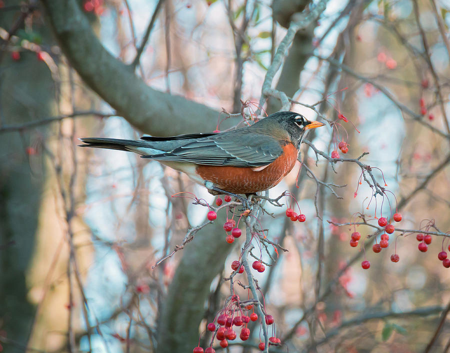 Bird And Berries Photograph By David Lamb - Fine Art America