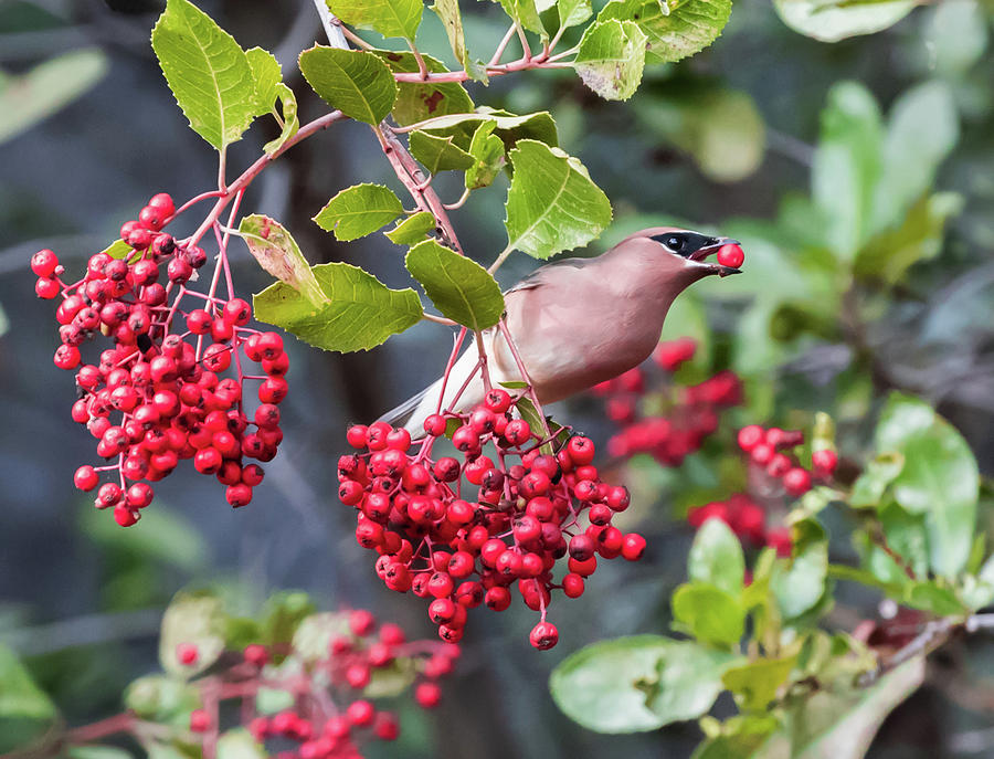 berry and bird