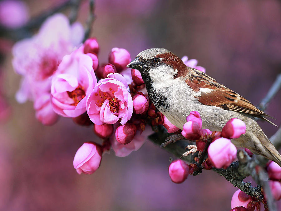 Sparrow Photograph - Bird and Blossoms by Vanessa Thomas