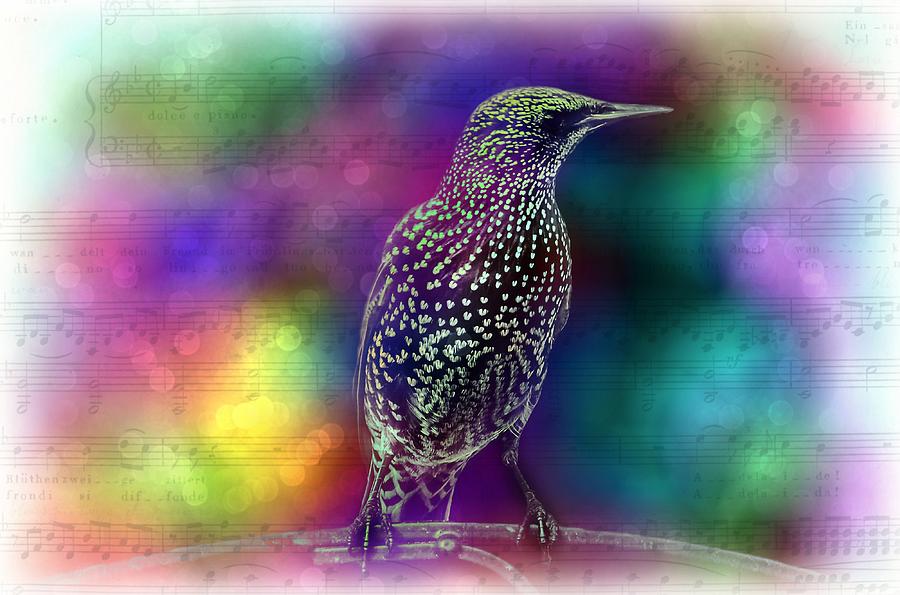 Bird and Music Digital Art by Lilia S