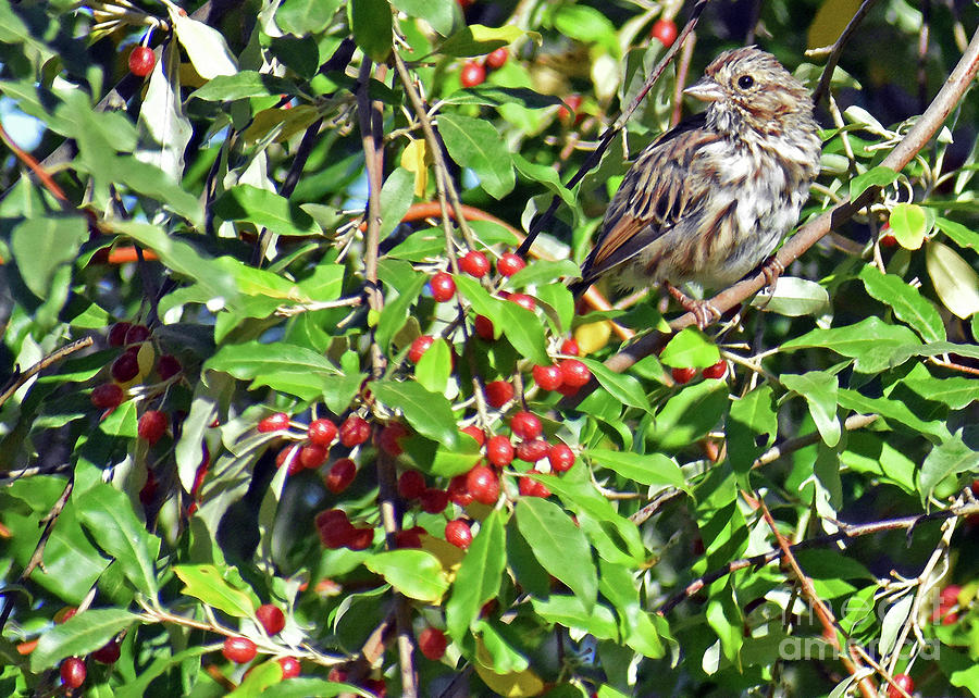 Bird and Red Berries Photograph by Lydia Holly