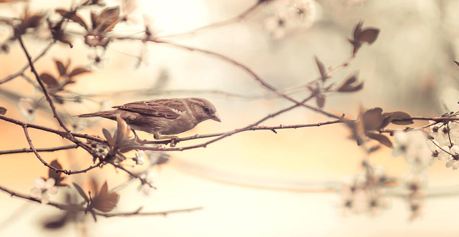 Sparrow Photograph - Bird and Sakura by Jenny Rainbow