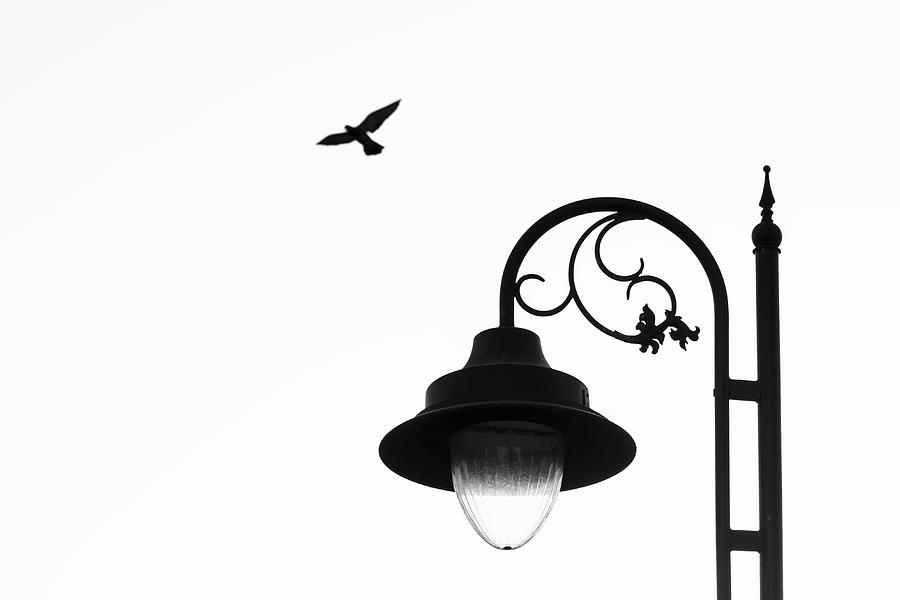Black And White Photograph - Bird and Street Lamp in Black and White by Prakash Ghai