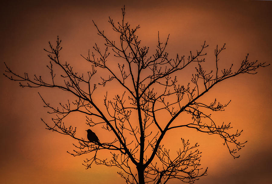 Nature Photograph - Bird And Tree Silhouette At Dusk by Terry DeLuco
