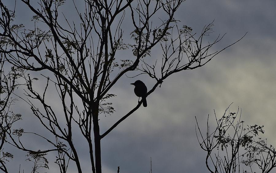 Bird and Tree Silhouette I Photograph by Linda Brody