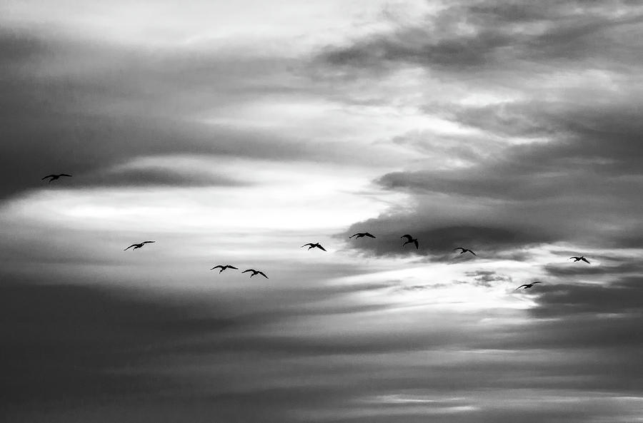 Bird at Sunrise Photograph by Lisa Malecki