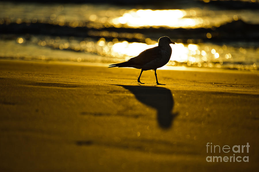 Bird Photograph - Bird At Sunrise by Marc Evans