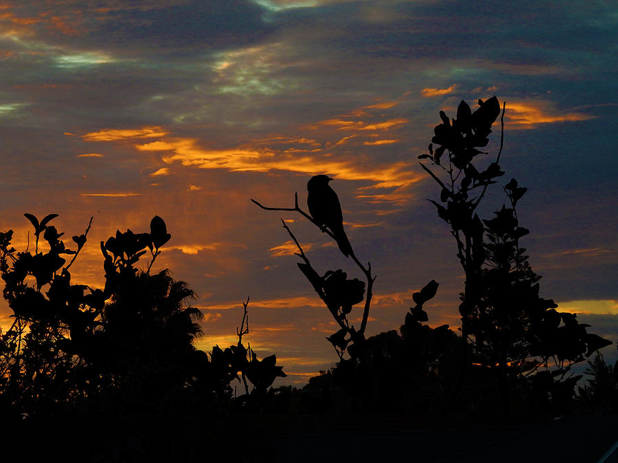 Bird At Sunset Photograph by Mark Blauhoefer