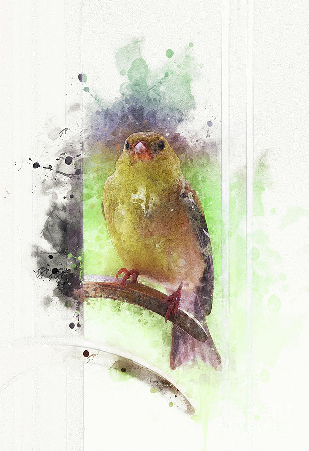 Bird at the Door Digital Art by Mary Machare