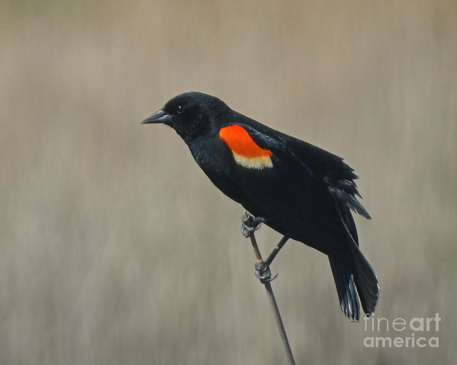 Red-winged Blackbird Photograph - Bird Balancing Act by Kathy M Krause
