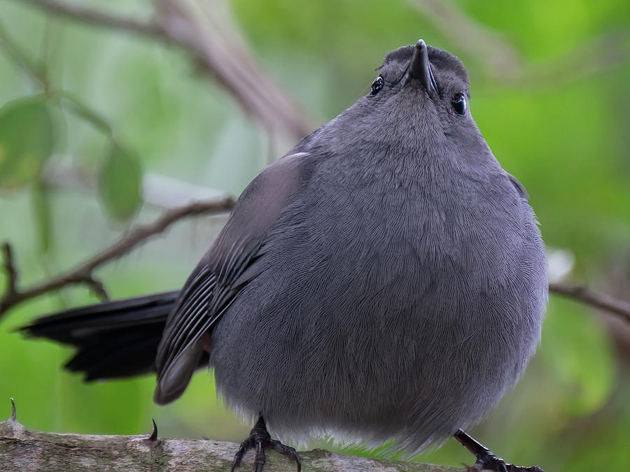 bird and ball