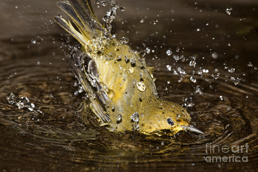 Bird Bath Photograph by Dave Fleetham - Printscapes