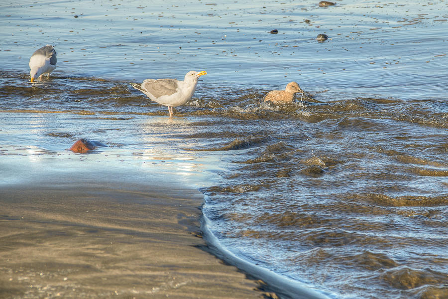 Seagull Photograph - Bird Bath by Kristina Rinell